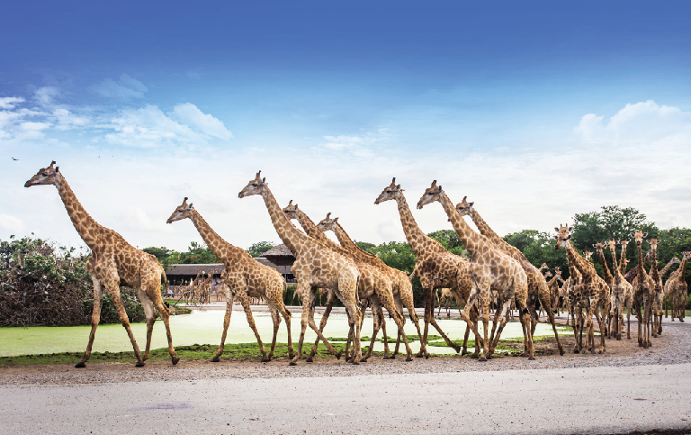 賽福瑞野生世界